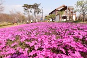 옥정호 붕어섬 생태공원 봄꽃잔치 인기 절정