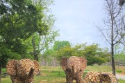 “전주동물원에서 새로운 코끼리 가족을 찾으세요!”